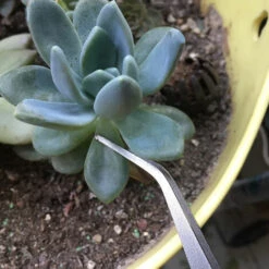 Ensemble De Râteau à Dents En Acier Inoxydable à Griffes Bonsai Tools Avec Poignée Ergonomique Pour Les Plantes De Jardinage 24.5cm Fontainebleau Argent -Outil de travail du sol Soldes 45790056 5