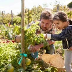 BAICCCF 4 Kit Outils Du Jardinier, 1/2 Pouce De Large Ruban Adhésif De Jardin Ruban De Plante épais Piquet En Vinyle Vert Jardin Pour Branches, Fleurs, Plantes, Total 600 Pieds (0,5 Pouces) -Outil de travail du sol Soldes 60740191 4