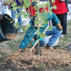 BAICCCF 4 Kit Outils Du Jardinier, 1/2 Pouce De Large Ruban Adhésif De Jardin Ruban De Plante épais Piquet En Vinyle Vert Jardin Pour Branches, Fleurs, Plantes, Total 600 Pieds (0,5 Pouces) -Outil de travail du sol Soldes 60740191 5