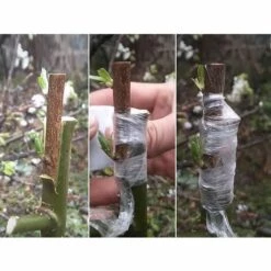 BAICCCF Lot De 6 Rubans De Greffage Pour Réparation De Plantes En Herbe Pour Jardin, Pépinière, Barrière Contre L'humidité, Film Extensible Pour Fruits, Fleurs Et Arbres -Outil de travail du sol Soldes 60740524 3