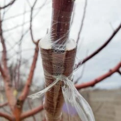 BAICCCF Lot De 6 Rubans De Greffage Pour Réparation De Plantes En Herbe Pour Jardin, Pépinière, Barrière Contre L'humidité, Film Extensible Pour Fruits, Fleurs Et Arbres -Outil de travail du sol Soldes 60740524 4