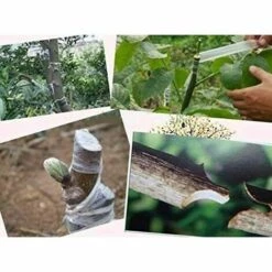 SINCèREETALI Pièces Bande De Greffage Pépinière Bande Étirable De Greffage Bande De Film Bande Adhésive Bande Étirable Bande De Barrière D'Humidité Pour La Réparation De Plantes De Greffe 3cm * 100m, Vert -Outil de travail du sol Soldes 63818732 5