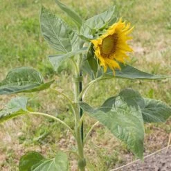 ZOLGINAH Attache Verte Auto-agrippante Pour Plantes: 10m De Bande Auto-adhésive, Extra Résistante Aux Intempéries Et Réutilisable - Scratch Pour L'aide à L'escalade Des Plantes Grimpantes -Outil de travail du sol Soldes 63866973 5
