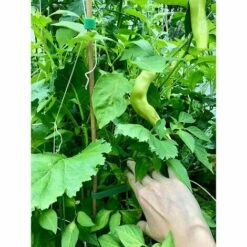 Cisea Kit Outils Du Jardinier 15,2 M X Rouleau, Attache De Jardin Pour Plantes De Tomate, Attache Utilitaire, Verte, Réutilisable,résistante Aux Intempéries. -Outil de travail du sol Soldes 68585223 5